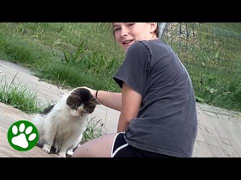 Mother watches 13-year-old earn homeless cat's trust #Video