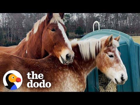 Giant Senior Rescue Horse Finds The Perfect Girlfriend #Video