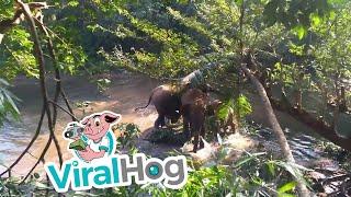 Baby Elephant Rescued from Mud Hole || ViralHog