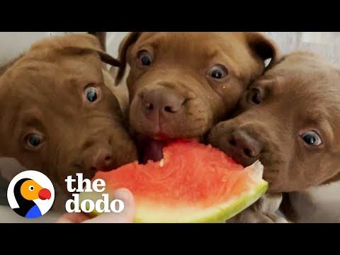 The 8 Rules To Fostering A Litter Of Tiny Puppies #Video