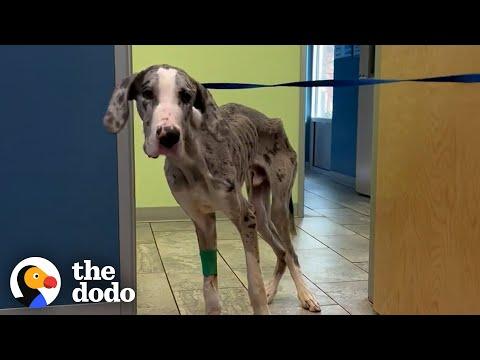 Starving Great Dane Puppy Doubles His Weight #Video