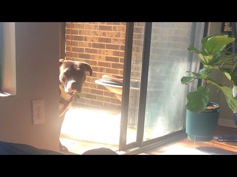 Foster Pittie Wouldn't Trust Anyone Until... #Video