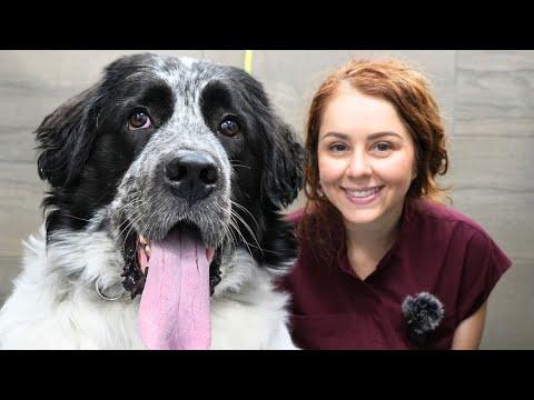 The Happiest, Goofiest, And Floofiest Dog Ever #Video