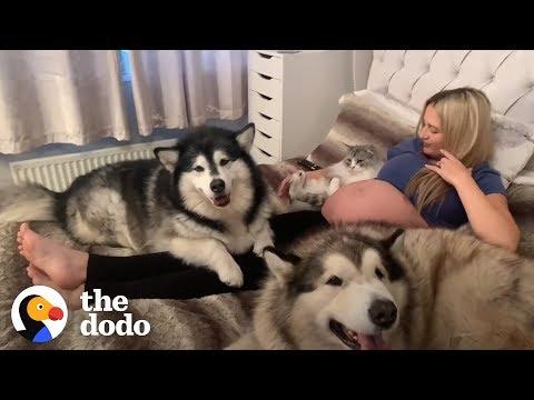 Malamutes and Maine Coon Cat Meet Human Baby Sister For The First Time | The Dodo
