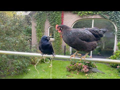 Kobus and the rope #Video