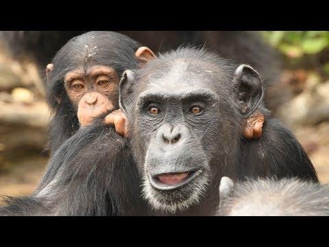 A Better Life for Chimps in Liberia