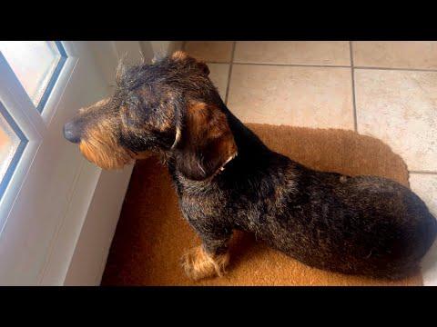 I Think Dad Forgot Me. | Teddy the Dachshund #Video