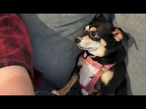 Dog has hilarious reaction when belly rubs stop #Video