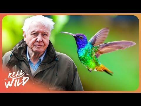 1 HOUR - David Attenborough | The Secret Life of Hummingbirds | 4K