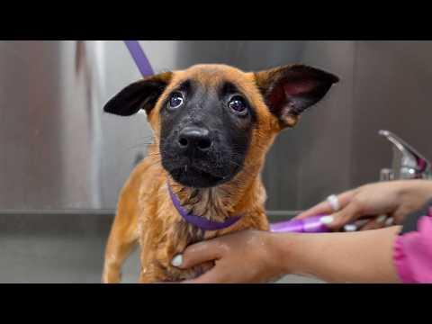 Groom a Litter of Belgian Malinois, They Said. It'll Be Fun...They Said. #Video
