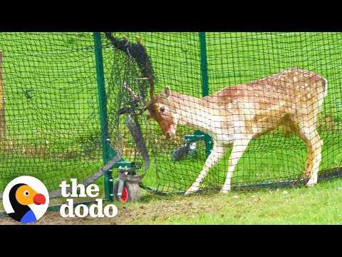 Thrashing Deer Stuck In Sports Net Struggles For Hours Until Rescuers Arrive #Video