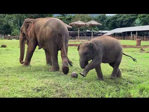 Baby Elephant 'Lek Lek' Experience With Ball For The First Time – ElephantNews #Video