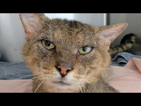 This sweet cat was likely left behind when a family moved #Video