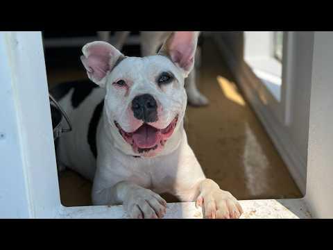 This 'tiny village' was built only for dogs #Video