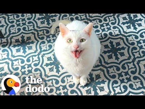 Cat Screams At Mom To Watch Him Do Flips #Video
