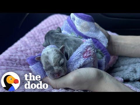 Watch These TINY Frenchies Turn Into Chaotic Potatoes