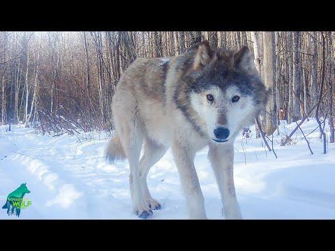 Old grizzled lone wolf in northern Minnesota #video