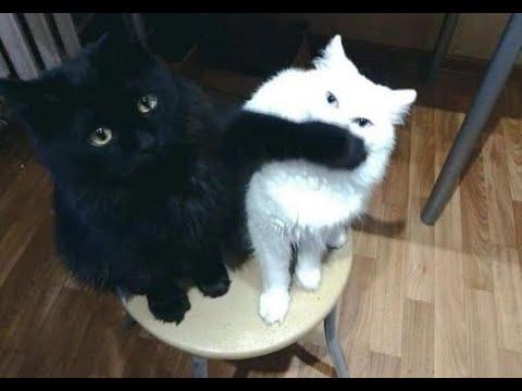 Oops, we didn't do that!  A compilation of funny cats and kittens for a good mood! #Video