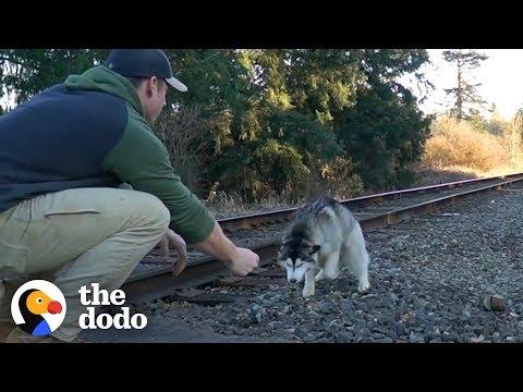 Guy Finds Lost Husky On Train Tracks | The Dodo
