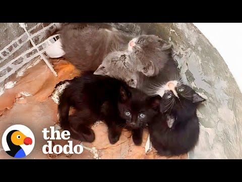 Four Kittens Found In The Garbage Find Forever Homes Together #Video