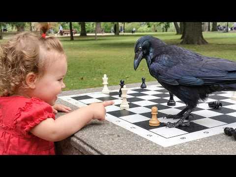 Best Of Crows – Funny & Smart Moments  #Video