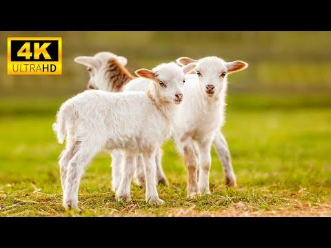 Baby Animals 4K - The Most Adorable Animals In The World With Relaxing Music #Video