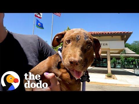 They Had No Clue What She Had Been Through #Video