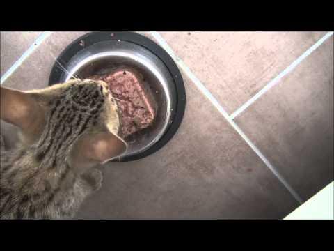 Kitten Makes Hilarious Sounds While Eating