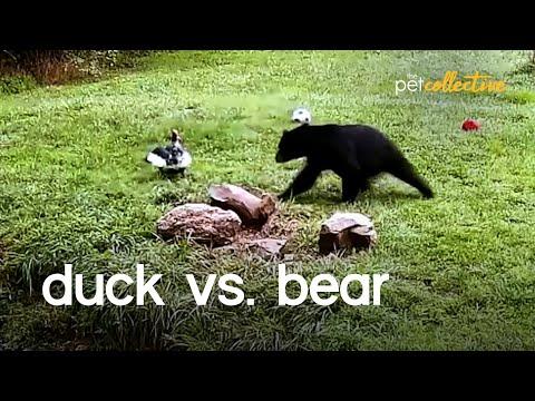 Duck Scares off Bear From the Yard Video