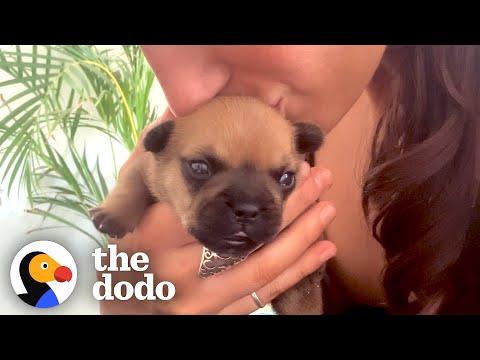 Tiny Cleft Puppy Becomes Best Foster Dad #video
