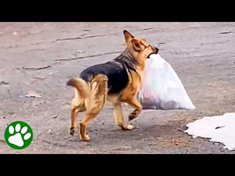 Exceptional German Shepherd Does It All, Even Takes Out The Trash #Video