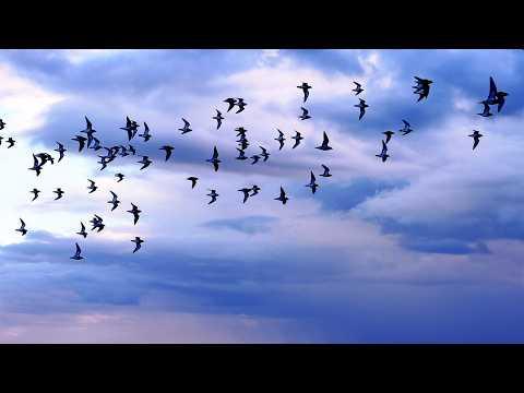 Filming The Magic of Migrating Geese & Golden Plovers With My Drone | Yorkshire | Robert E Fuller