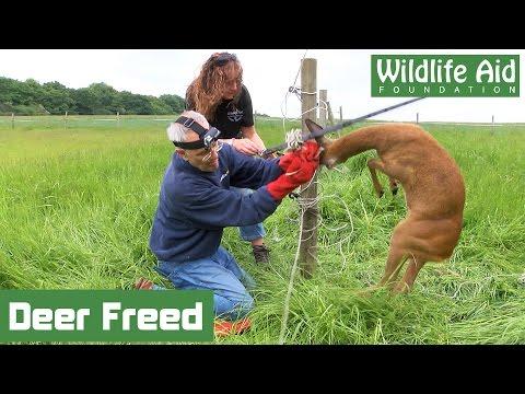 Tangled deer wrestles with wildlife rescuer video!