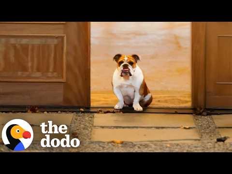 Woman Arrives Home To Find A Random English Bulldog Waiting For Her #Video
