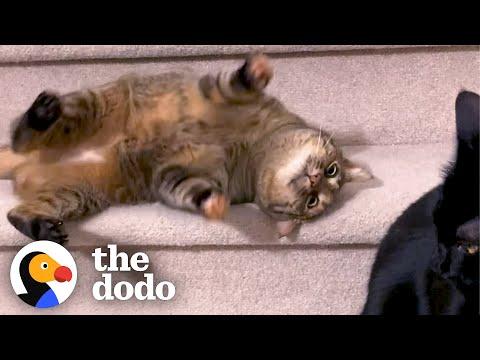 Cat Rolls Down The Stairs 5x A Day #Video