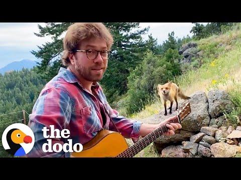 Wild Fox Visits This Man Everyday To Listen To His Music #Video