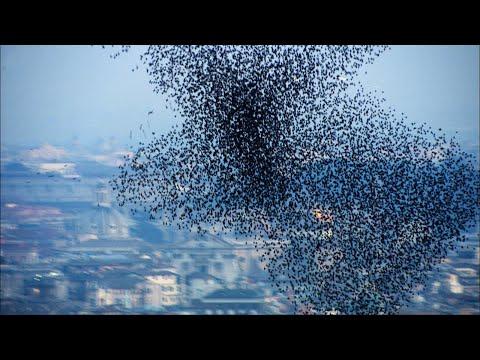 Ten Million Starlings Swarm (7 Tonnes of Bird Poo) | Superswarm Video
