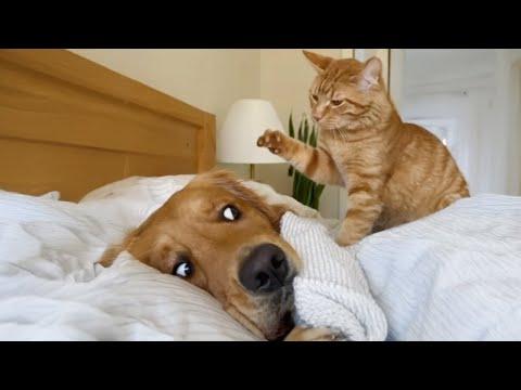 When Kitten Boss Around Big Dogs #Video