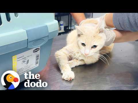 'Pregnant' Cat Turned Out to Be A Boy Who Needed Help #Video