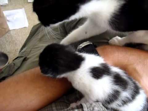 Momma cat steals her kitten back video