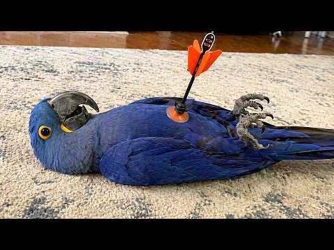 The Funniest Parrots On The Internet – Talking Parrot Compilation #Video