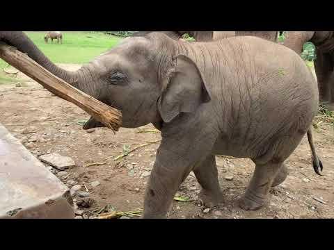Curious Baby Elephant Wan Mei And The Small Log - ElephantNews #Video