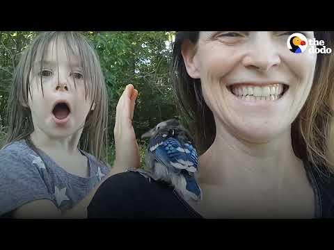 Family Rescues A Baby Blue Jay #Video