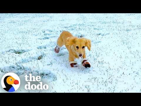Dogs Getting The Zoomies For Their First Snow Day Of The Year #Video