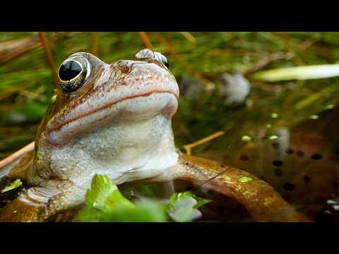 Secret Lives of Frogs in My Garden Pond | Robert E Fuller #Video