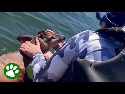 Drowning deer looks at her rescuers with such devotion #Video