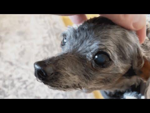 Senior dog was left outside shelter with a toy. This couple is giving her another chance. #Video
