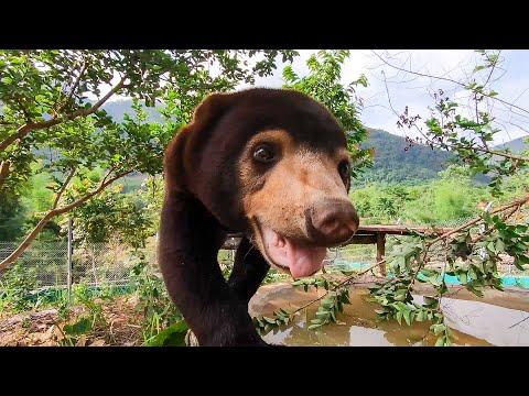 14 Reasons Sun Bears Are Your New Favourite Animal Video | Bears About The House | BBC Earth