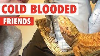Cold Blooded Friends | Reptiles Compilation