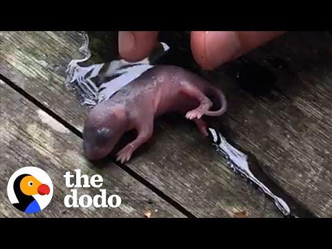 Couple Getting Married Rescued A Teeny Baby Rat Video